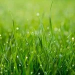 Modern Lawn Care Ideas for Luxury Homes