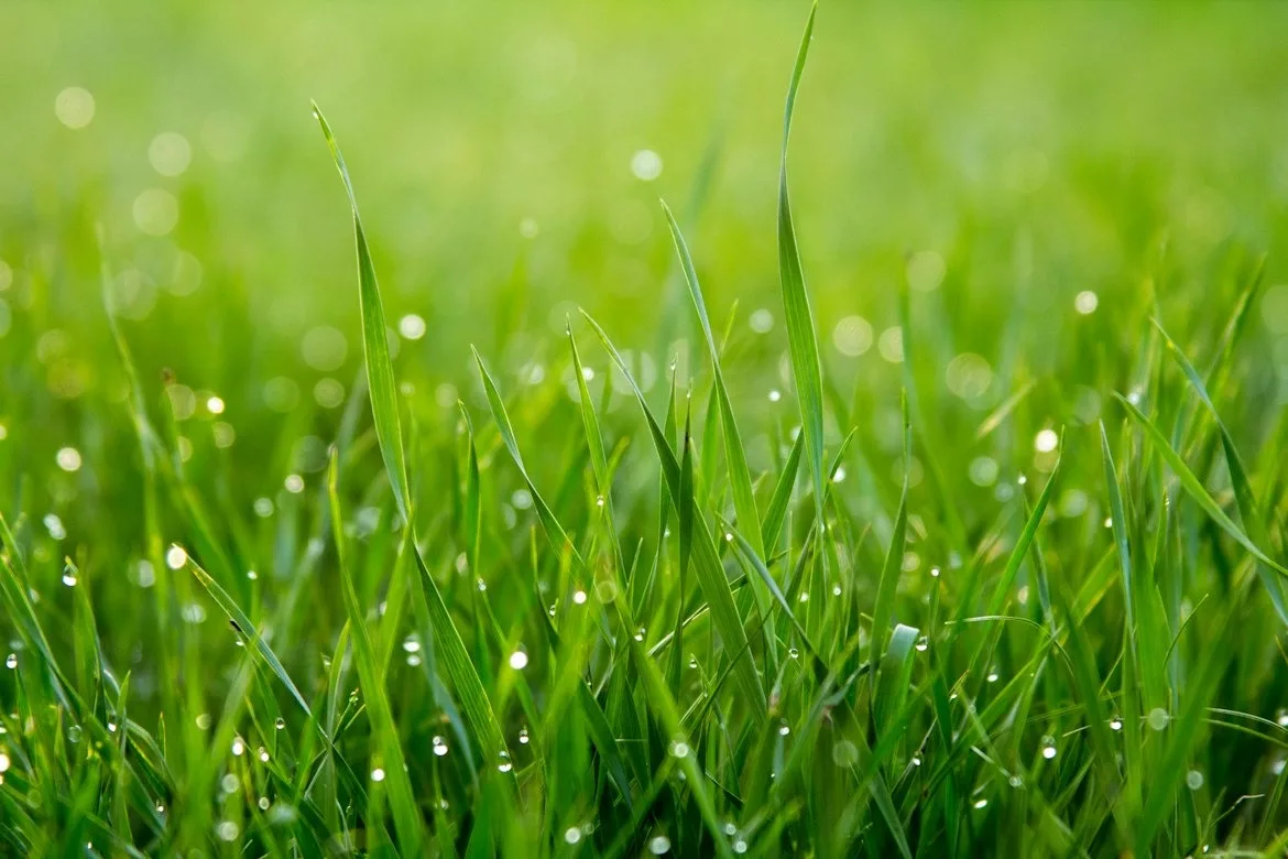 Modern Lawn Care Ideas for Luxury Homes